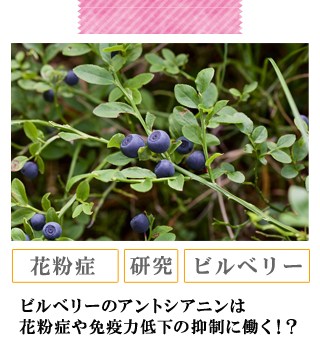 ビルベリーのアントシアニンは花粉症や免疫力低下の抑制に働く
